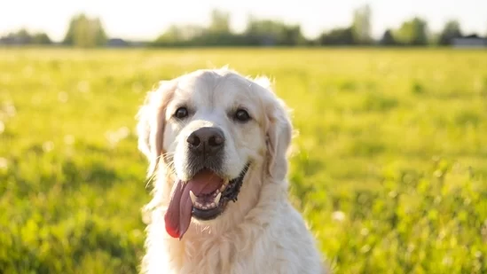 How to Manage Seasonal Changes in Pet Care: Essential Tips for Every Season