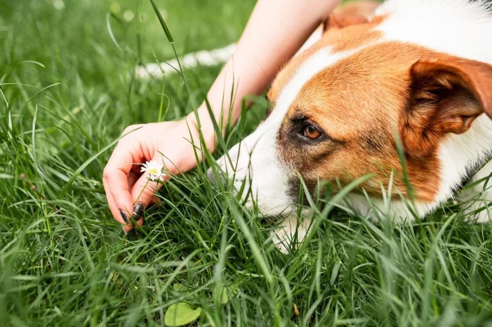 How to Handle Pets with Food Allergies: A Complete Guide for Pet Owners
