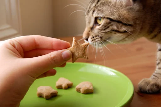 Homemade Treats for Cats with Allergies: Safe and Delicious Recipes