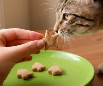 Homemade Treats for Cats with Allergies: Safe and Delicious Recipes