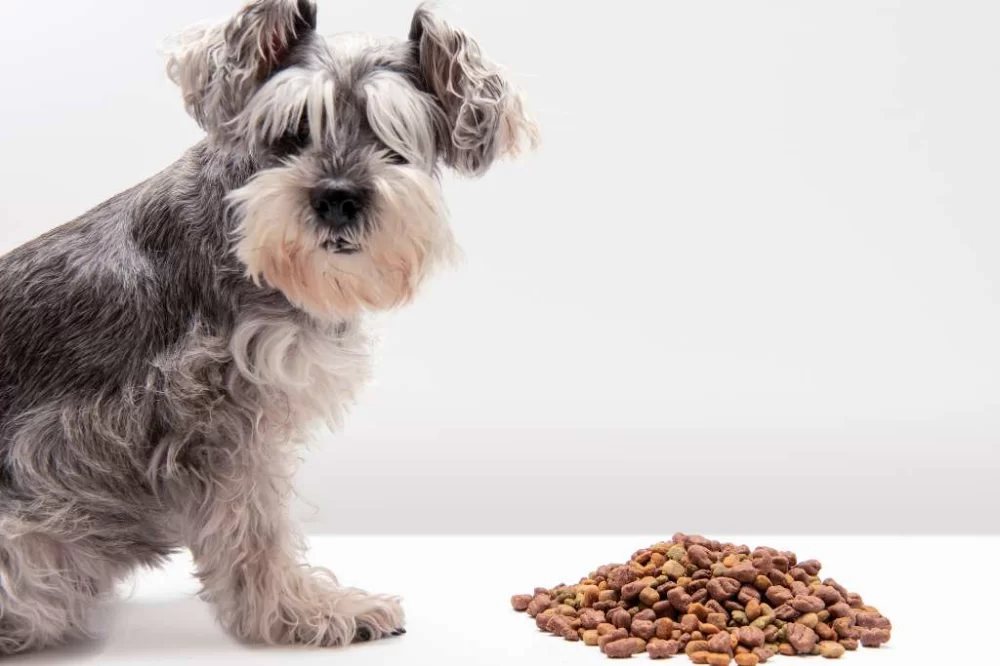 Why is My Dog Suddenly Losing Appetite and Energy? Understanding the Causes and Solutions