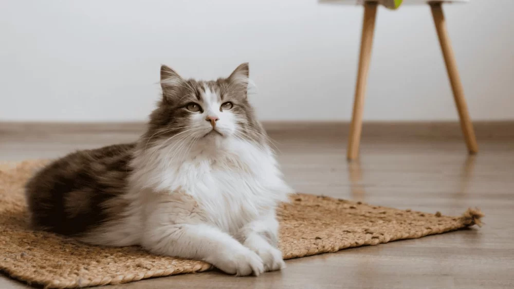 Why Cats Avoid Contact with Certain Pets and How to Address It