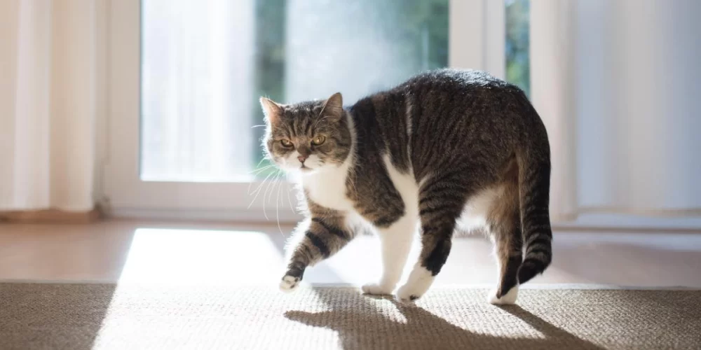 Why Your Cat Might Be Limping and Dragging One Leg: Understanding the Causes and Solutions