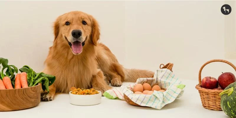 How to Help Pets with Digestive Problems: Expert Tips for Better Health