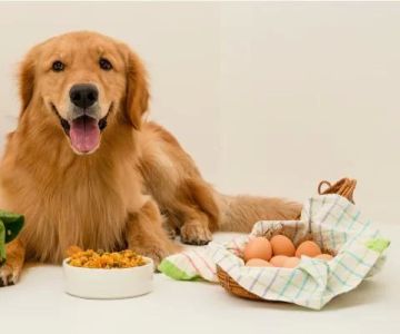 How to Help Pets with Digestive Problems: Expert Tips for Better Health