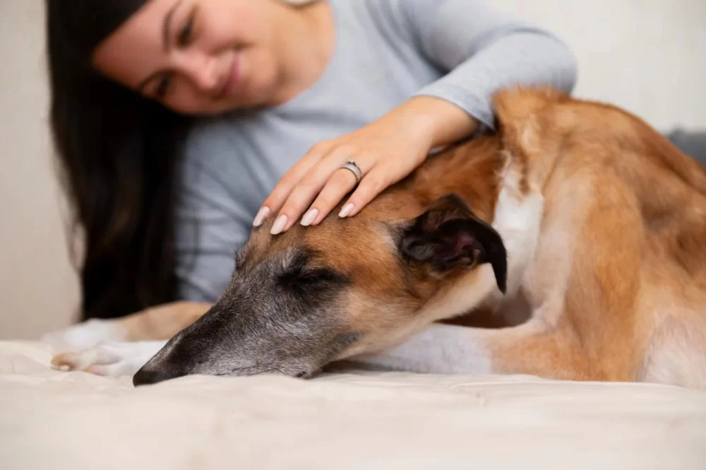 Holistic Treatments for Dog Allergies: Natural Ways to Relieve Your Pet’s Symptoms