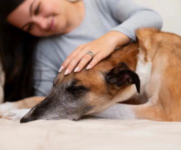 Holistic Treatments for Dog Allergies: Natural Ways to Relieve Your Pet’s Symptoms