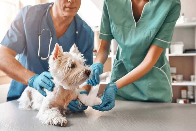 How to Care for a Dog After Surgery: A Comprehensive Guide to Post-Surgery Recovery