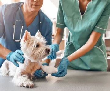 How to Care for a Dog After Surgery: A Comprehensive Guide to Post-Surgery Recovery