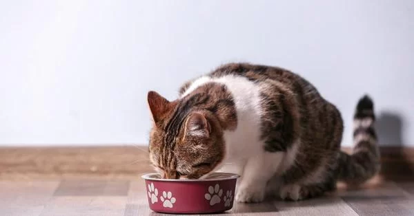 Can Cats Eat Rice? Exploring the Safety and Benefits