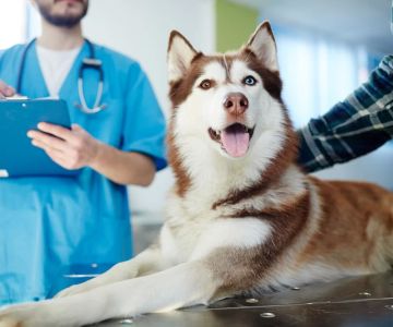 Effective Tips for Reducing Your Pet’s Stress at the Vet