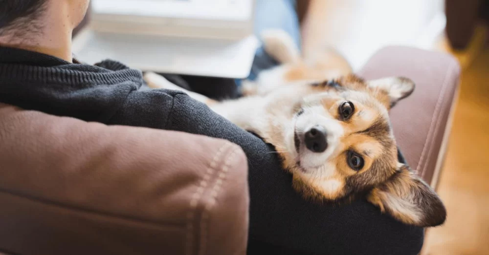 The Benefits of Adopting a Rescue Dog: Why You Should Consider It