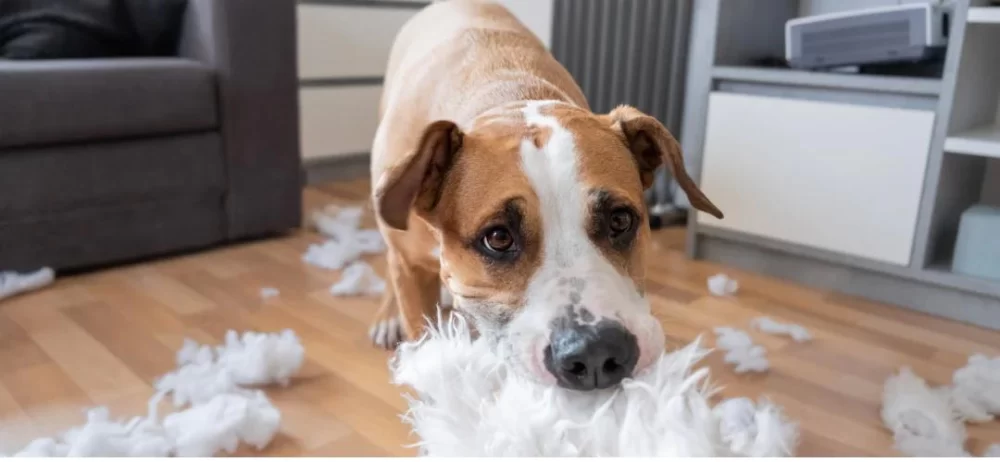 How to Stop a Dog from Chewing on Cords: Effective Tips and Solutions