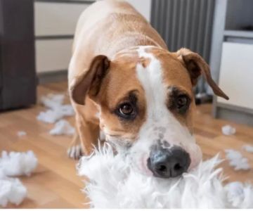 How to Stop a Dog from Chewing on Cords: Effective Tips and Solutions