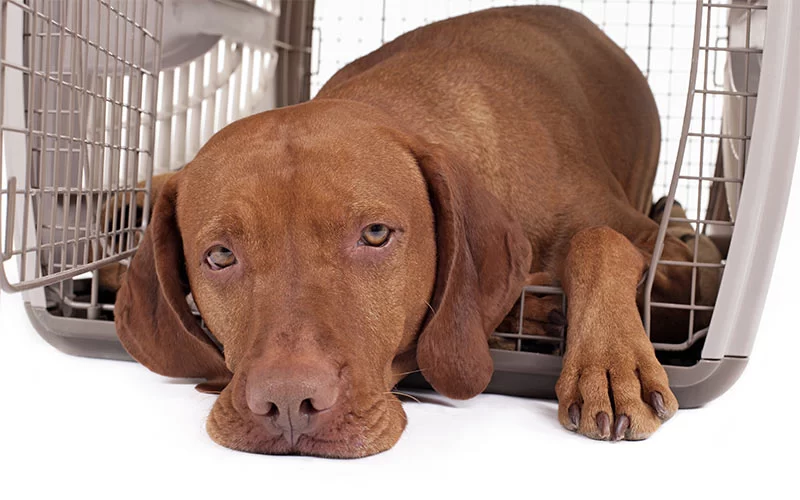 How to Crate Train Your Puppy: A Complete Guide