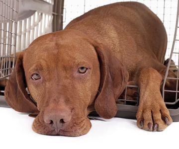 How to Crate Train Your Puppy: A Complete Guide