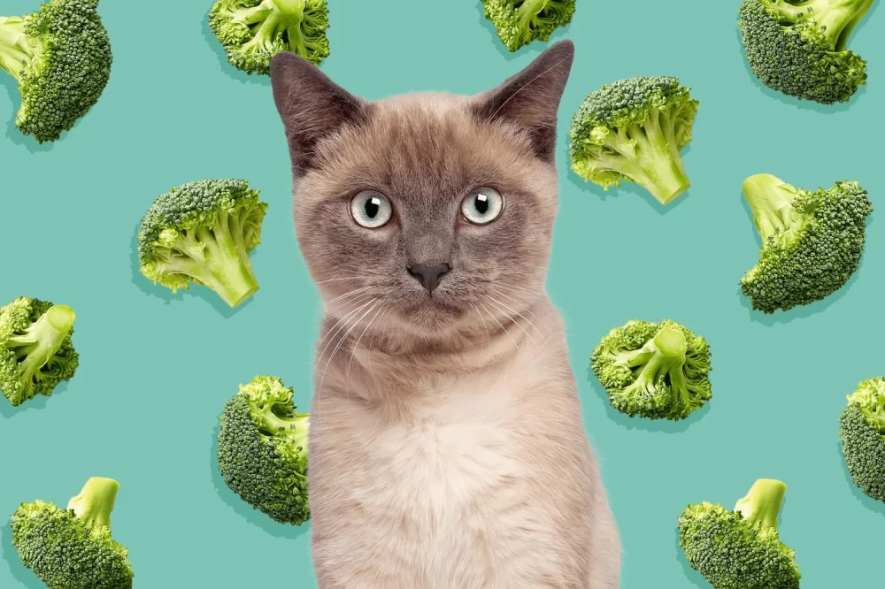 Can Cats Eat Broccoli Without Harm? A Comprehensive Guide for Pet Owners