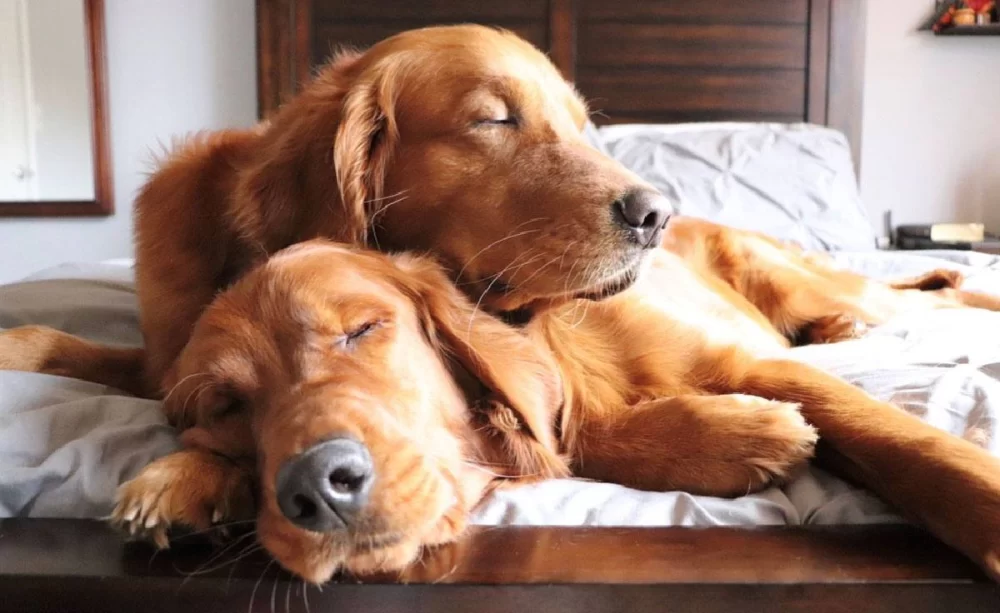 How to Train Your Dog to Stay Calm Around Other Dogs: Essential Socialization Tips