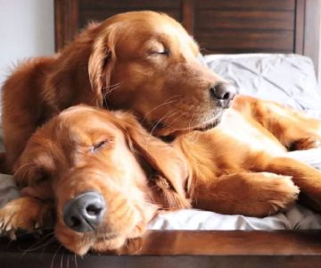 How to Train Your Dog to Stay Calm Around Other Dogs: Essential Socialization Tips