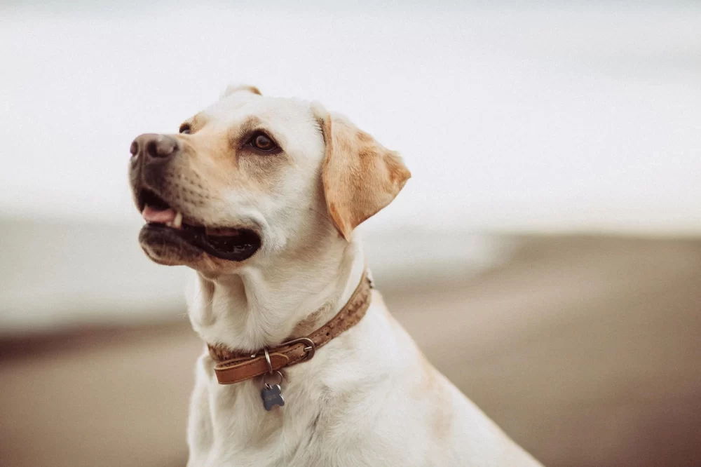 Effective Tips for Training Your Dog to Be Obedient Off-Leash