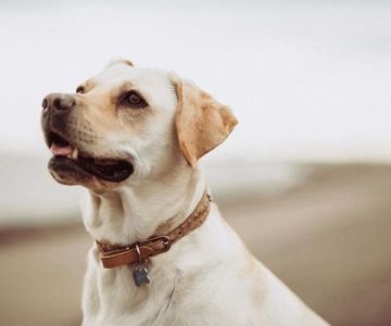 Effective Tips for Training Your Dog to Be Obedient Off-Leash