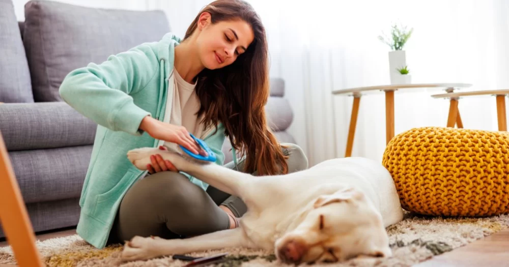 How to Train Your Dog to Enjoy Baths and Grooming