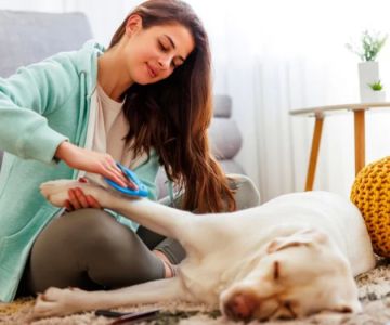 How to Train Your Dog to Enjoy Baths and Grooming