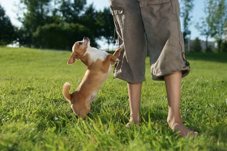 How to Stop Your Dog from Jumping on the Furniture: Training Tips for Good Behavior