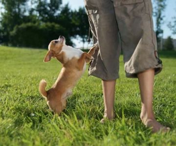 How to Stop Your Dog from Jumping on the Furniture: Training Tips for Good Behavior