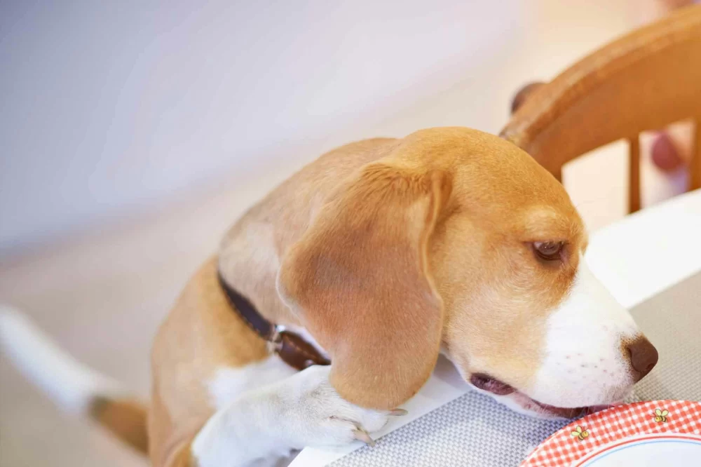 How to Train a Dog to Stop Stealing Food