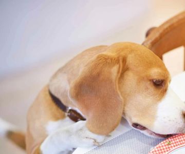 How to Train a Dog to Stop Stealing Food