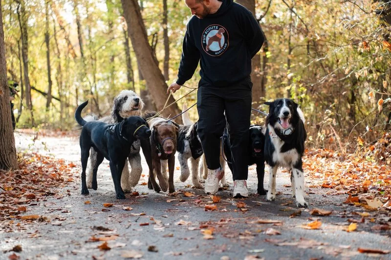 How to Train a Dog to Walk on a Leash: Complete Training Guide