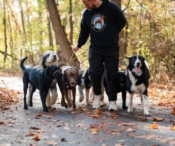 How to Train a Dog to Walk on a Leash: Complete Training Guide