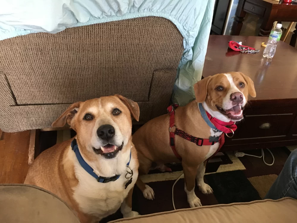 How to Teach a Dog to Settle Down When Excited: Effective Training Tips
