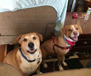 How to Teach a Dog to Settle Down When Excited: Effective Training Tips