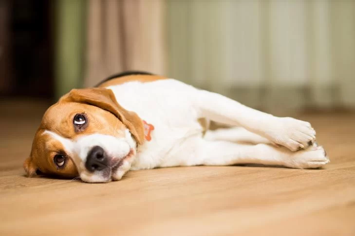 How to Teach a Dog to Sit and Stay During Meals