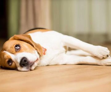 How to Teach a Dog to Sit and Stay During Meals