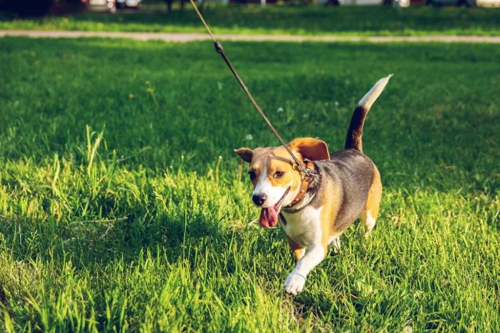 How to Teach Your Dog to Walk Beside You Without Pulling: Effective Training Tips