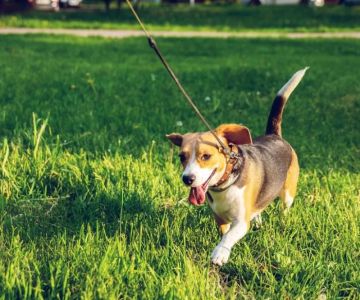 How to Teach Your Dog to Walk Beside You Without Pulling: Effective Training Tips