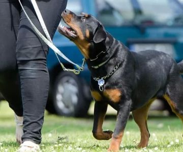 How to Teach a Dog to Be Calm During Walks
