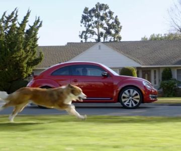 How to Train a Dog to Stay Away from Dangerous Areas: A Comprehensive Guide