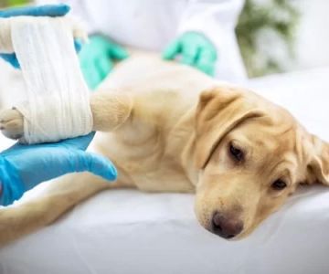 Pain Management for Pets in Veterinary Clinics: What You Need to Know