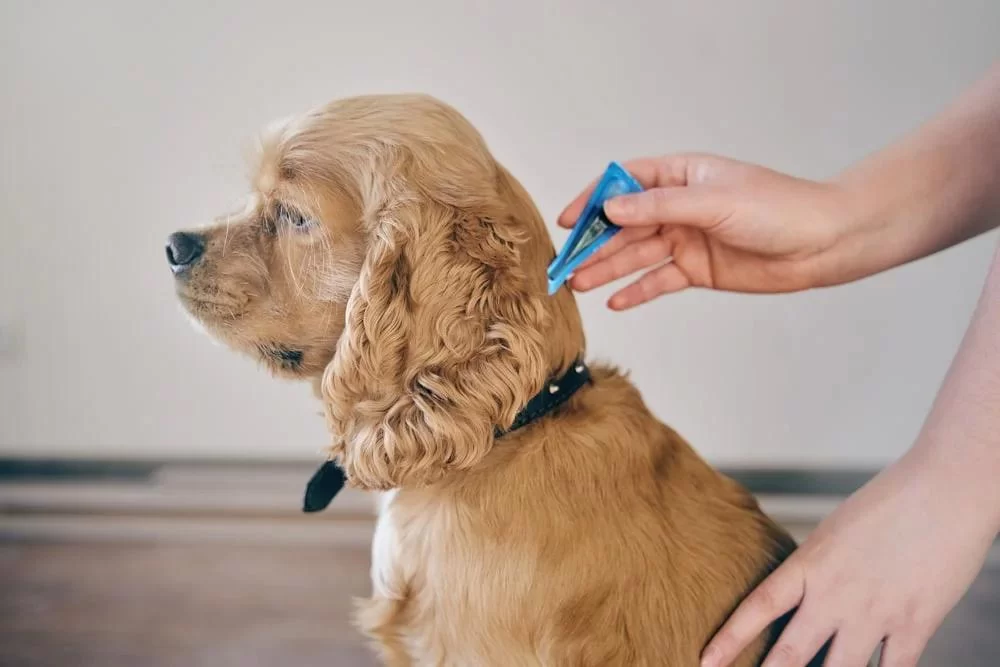 Recognizing the Signs of Infection in Pets: What You Need to Know