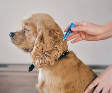Recognizing the Signs of Infection in Pets: What You Need to Know