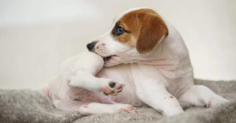 Signs Your Pet Might Have Allergies: How to Identify and Treat Them