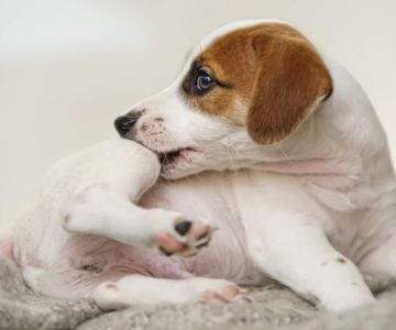 Signs Your Pet Might Have Allergies: How to Identify and Treat Them