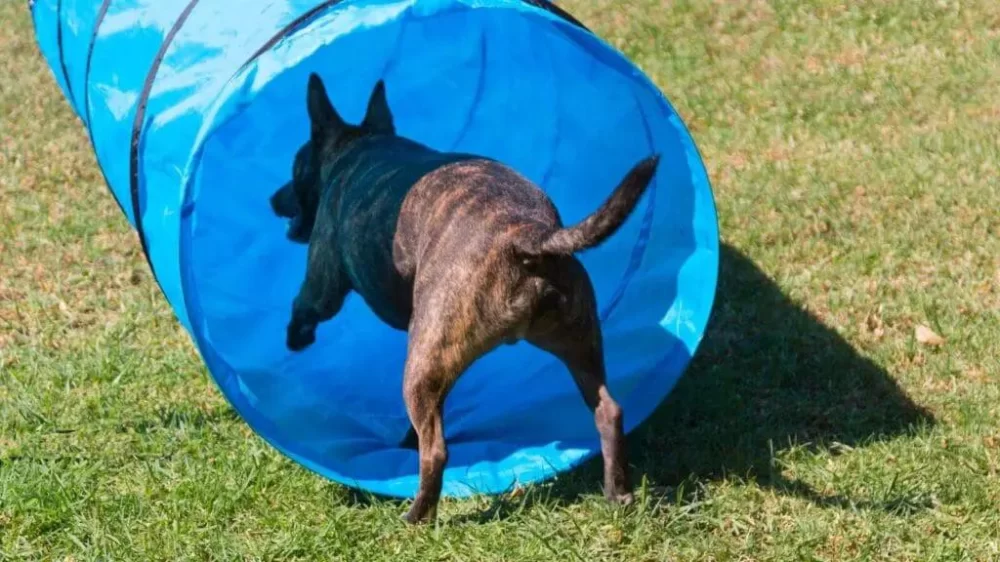 How to Build a Dog Agility Tunnel: Step-by-Step Guide for DIY Dog Training Equipment