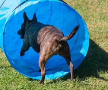 How to Build a Dog Agility Tunnel: Step-by-Step Guide for DIY Dog Training Equipment