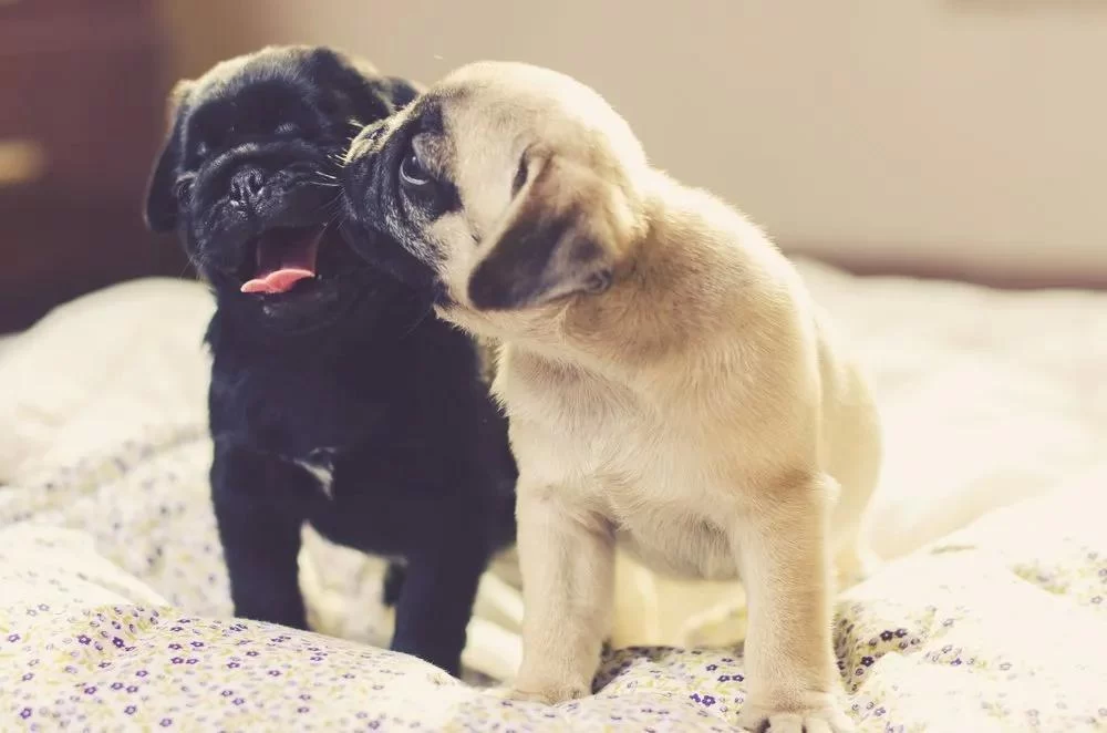 Effective Ways to Socialize a Dog with Other Dogs for Better Behavior
