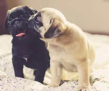 Effective Ways to Socialize a Dog with Other Dogs for Better Behavior